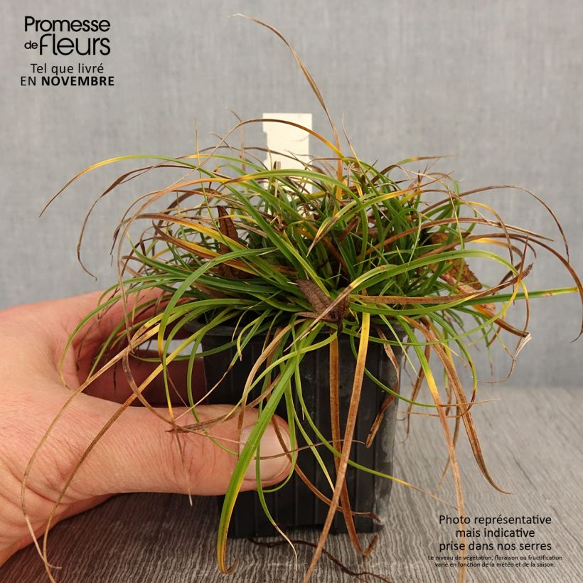 Ejemplar de Carex umbrosa - Laîche des ombrages Godet de 8/9 cm entregado en otoño