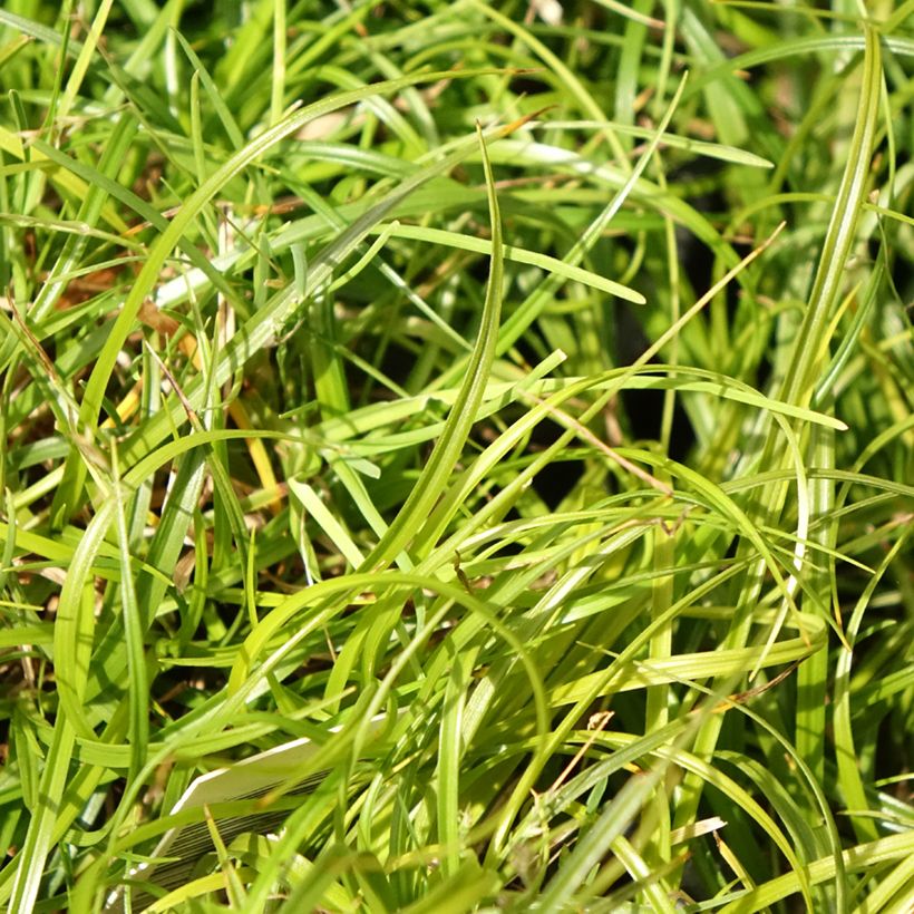 Carex umbrosa (Follaje)