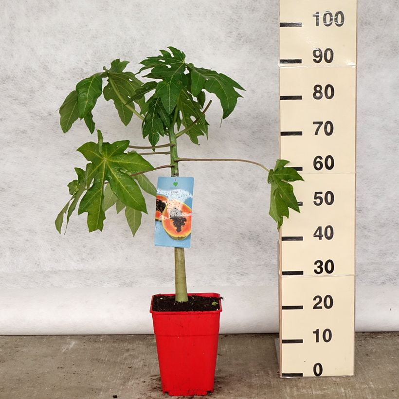 Carica papaya- Papayer - Pot de 6L/7L Ejemplar entregado en la primavera