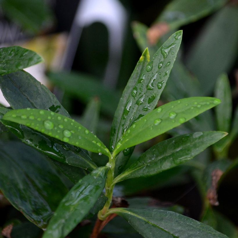 Carpenteria californica - Anémona de California (Follaje)