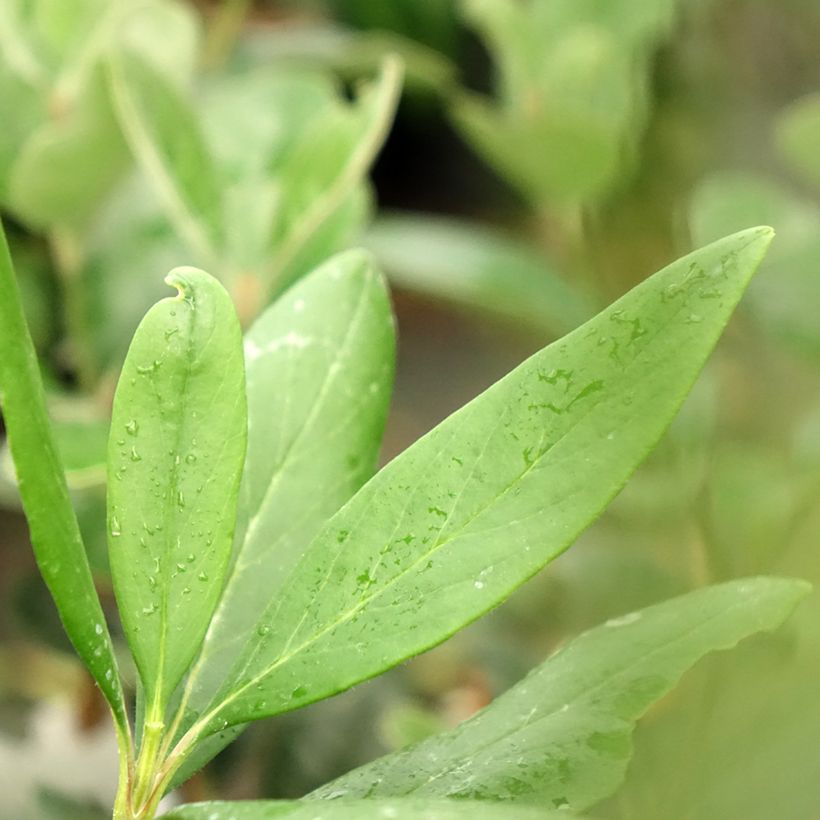 Carpenteria californica Bodnant (Follaje)