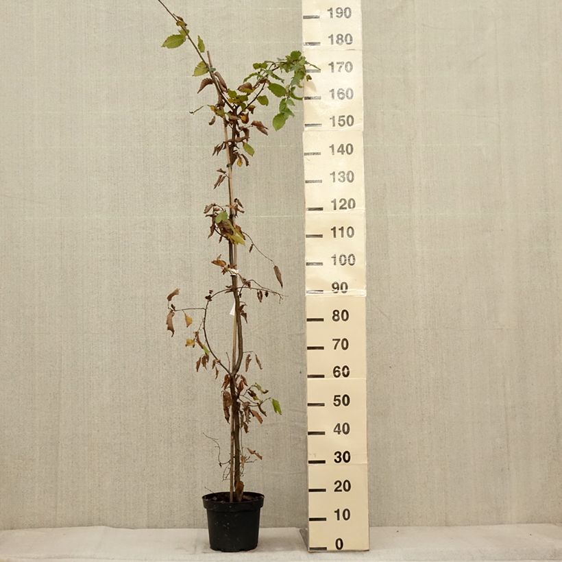 Ejemplar de Carpinus betulus 150/175cm en pot de 4L/5L- Charme commun  entregado en otoño