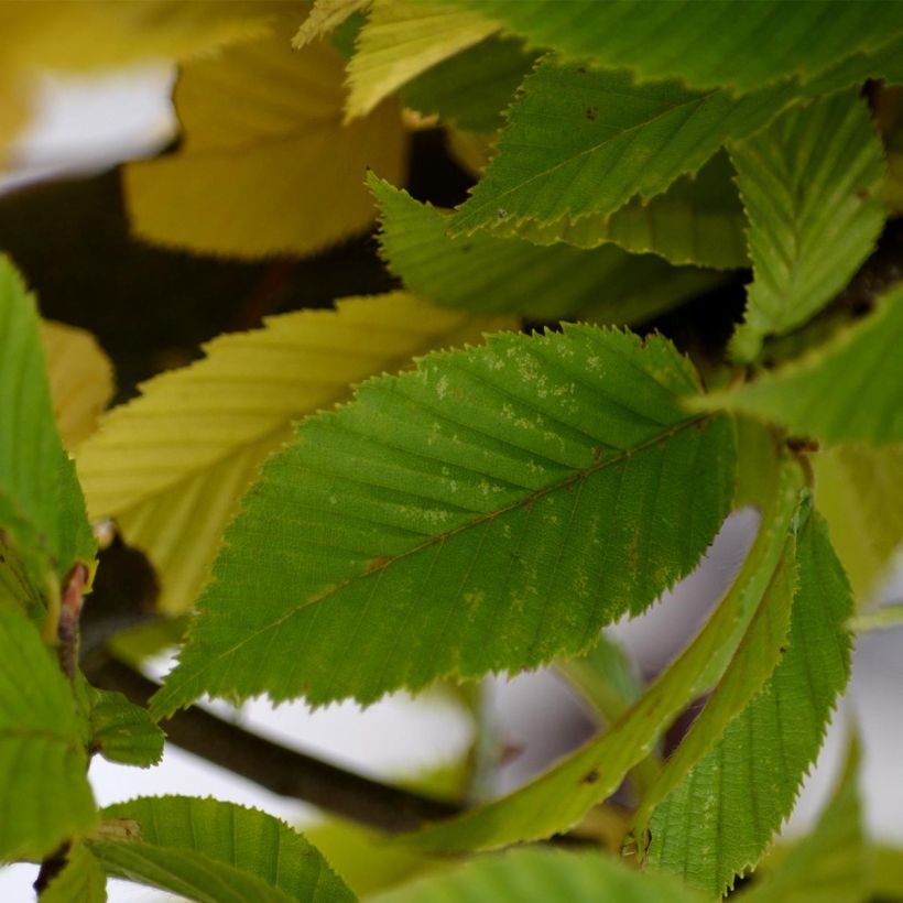 Carpe Fastigiata - Carpinus betulus (Follaje)