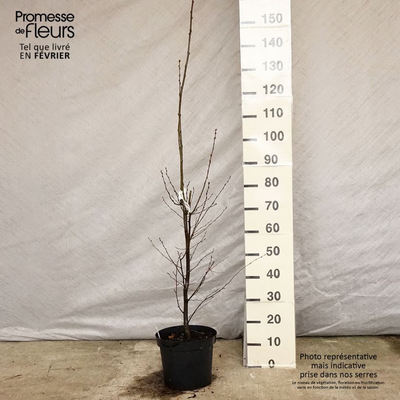 Carpinus betulus Fastigiata - Charme fastigié en pot de 4/5L Ejemplar entregado en invierno