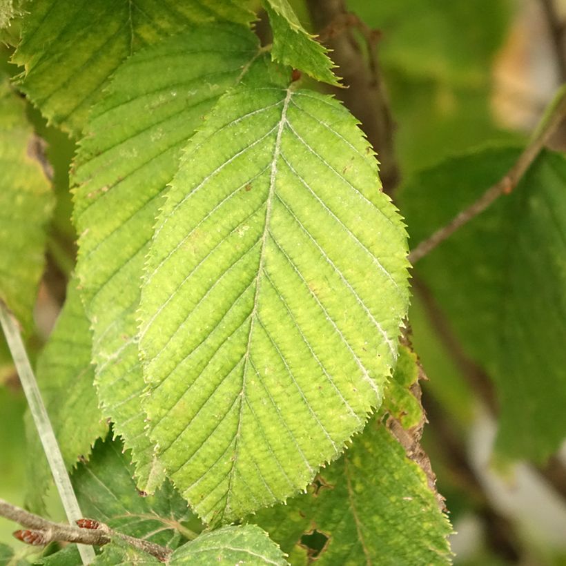 Carpe Fastigiata Monument - Carpinus betulus (Follaje)