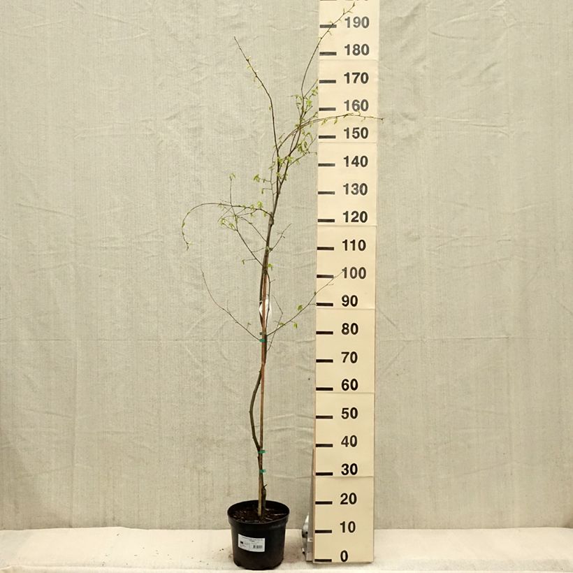 Carpinus betulus Foliis Argenteovariegatis Pendula  - Pot de 4L/5L Ejemplar entregado en la primavera