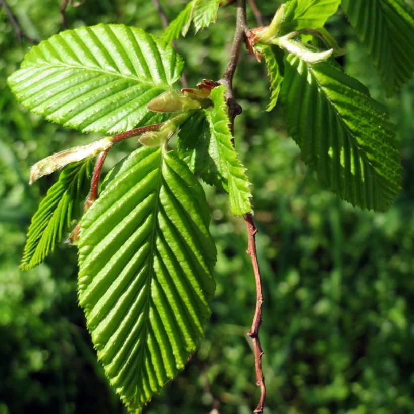 Carpe Frans Fontaine - Carpinus betulus (Porte)