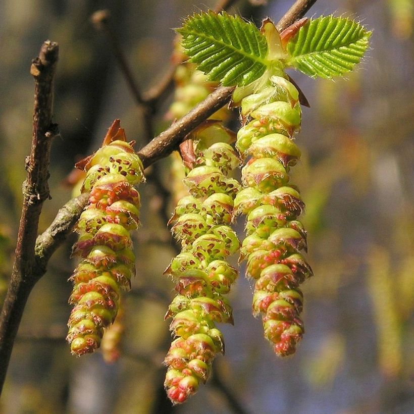 Carpe Frans Fontaine - Carpinus betulus (Floración)