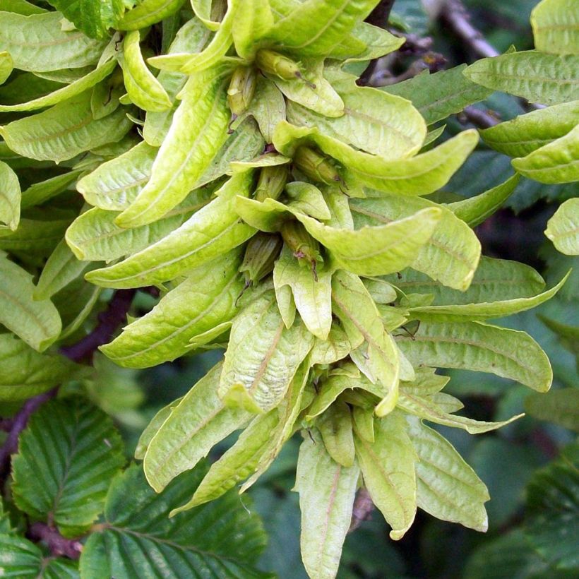 Carpe Frans Fontaine - Carpinus betulus (Cosecha)