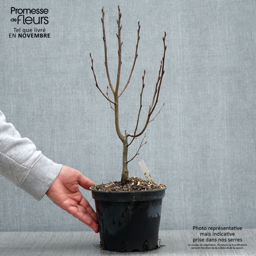 Ejemplar de Carpinus betulus Monumentalis - Charme commun Pot de 2L/3L entregado en otoño