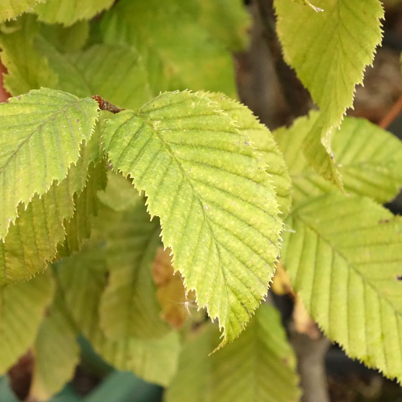 Carpe Monumentalis - Carpinus betulus (Follaje)