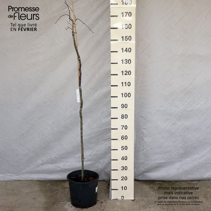 Carpinus betulus Pendula - Charme commun pleureur Pot de 12L/15L Tige Ejemplar entregado en invierno