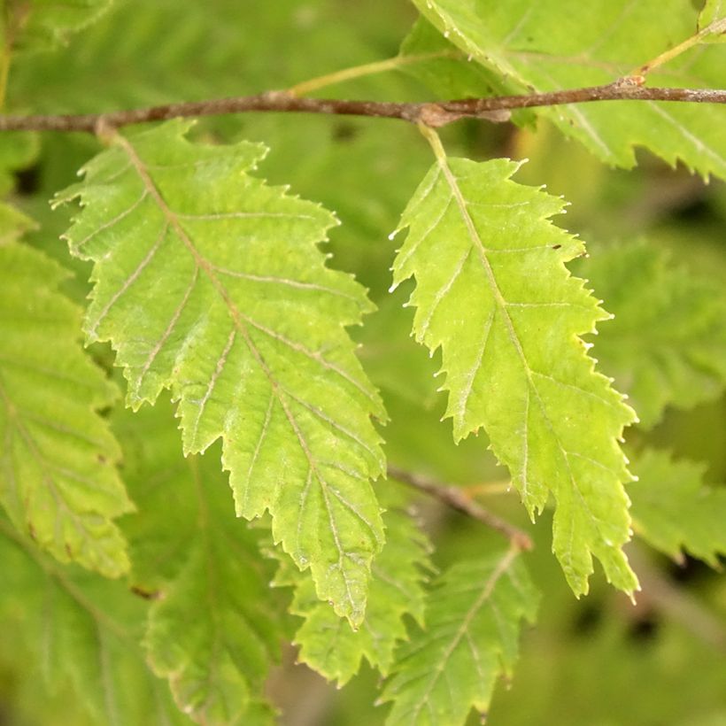 Carpe Quercifolia - Carpinus betulus (Follaje)