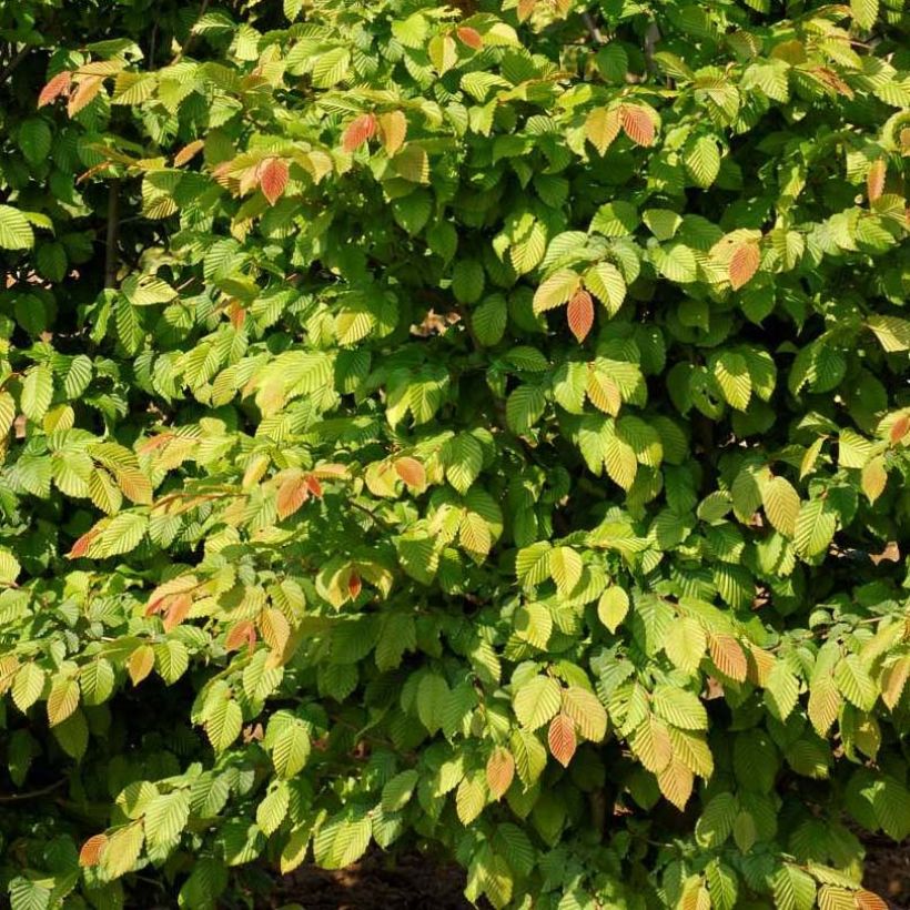 Carpe Stegemanns Primus - Carpinus betulus (Follaje)