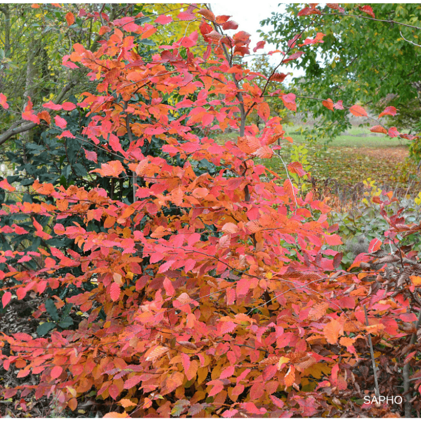 Carpe Rockhampton Red - Carpinus betulus (Porte)