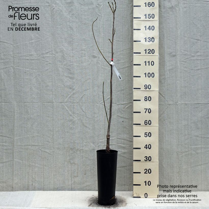 Carya illinoinensis Delmas - Noix de Pécan - Pacanier Pot de 4L/5L Ejemplar entregado en invierno