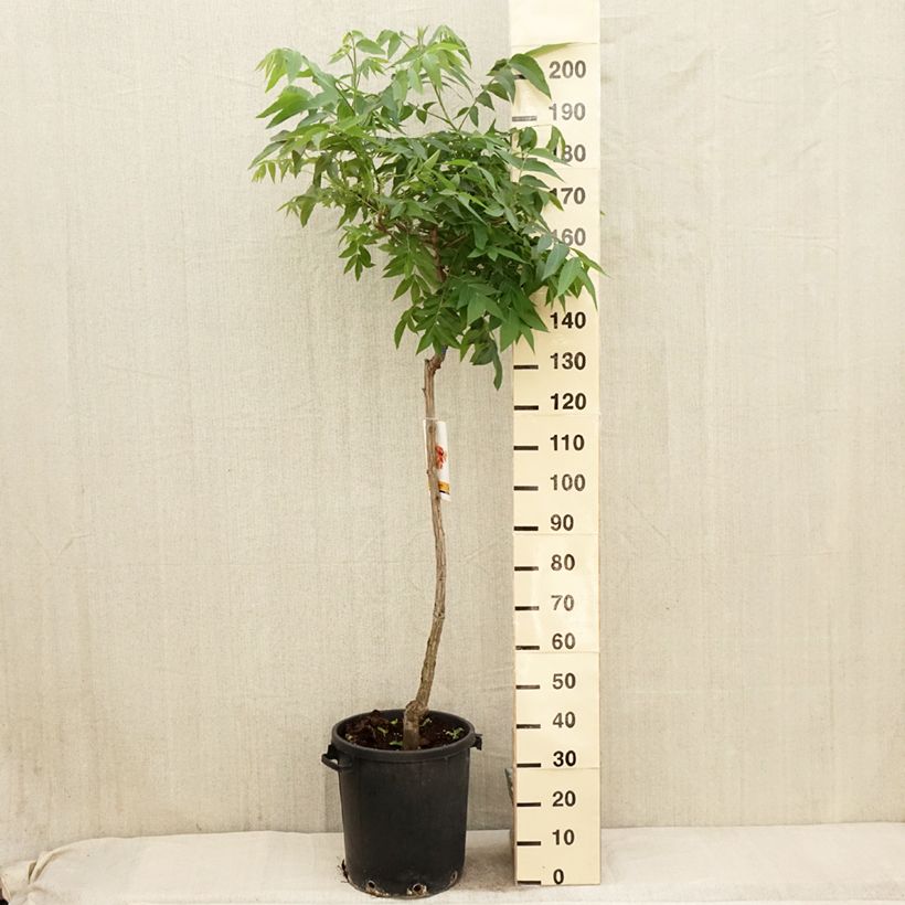 Carya illinoinensis - Noix de Pécan - Pacanier Pot de 20L/25L Ejemplar entregado en la primavera