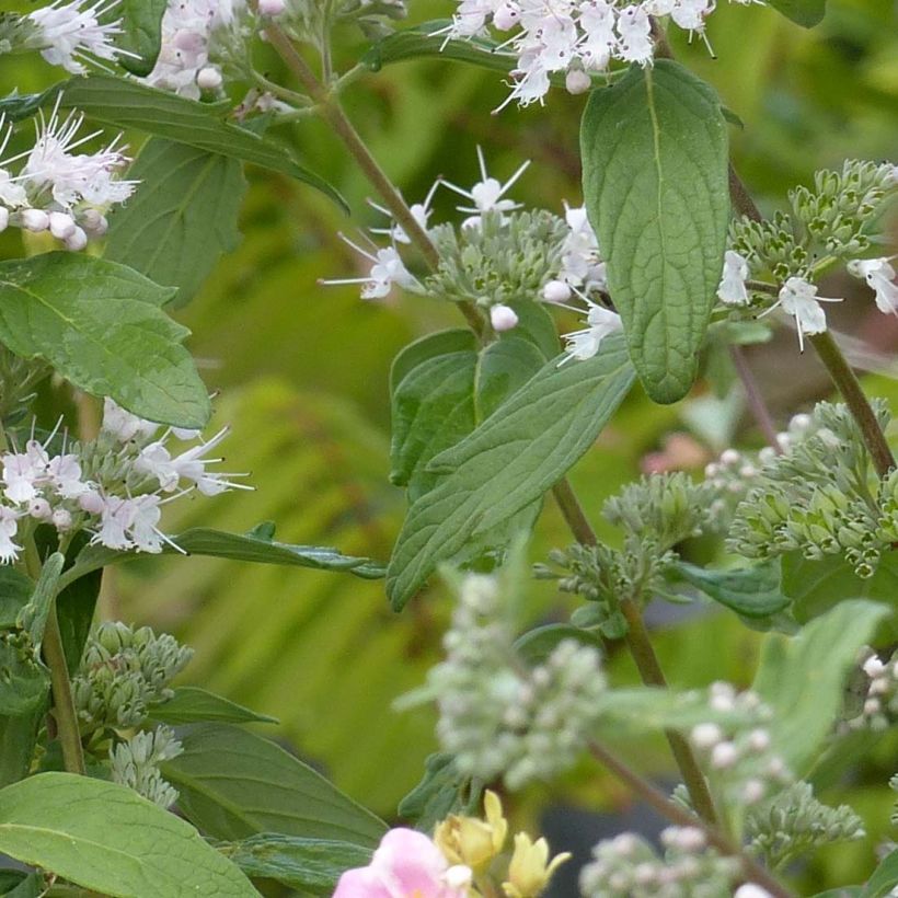 Caryopteris clandonensis Pink Perfection (Follaje)