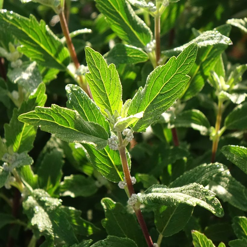 Caryopteris clandonensis Beyond Midnight (Follaje)