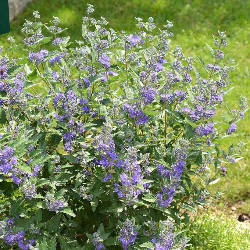 Caryopteris clandonensis Blue Balloon (Porte)