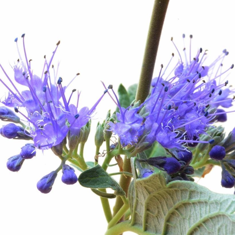 Caryopteris clandonensis Blue Balloon (Floración)