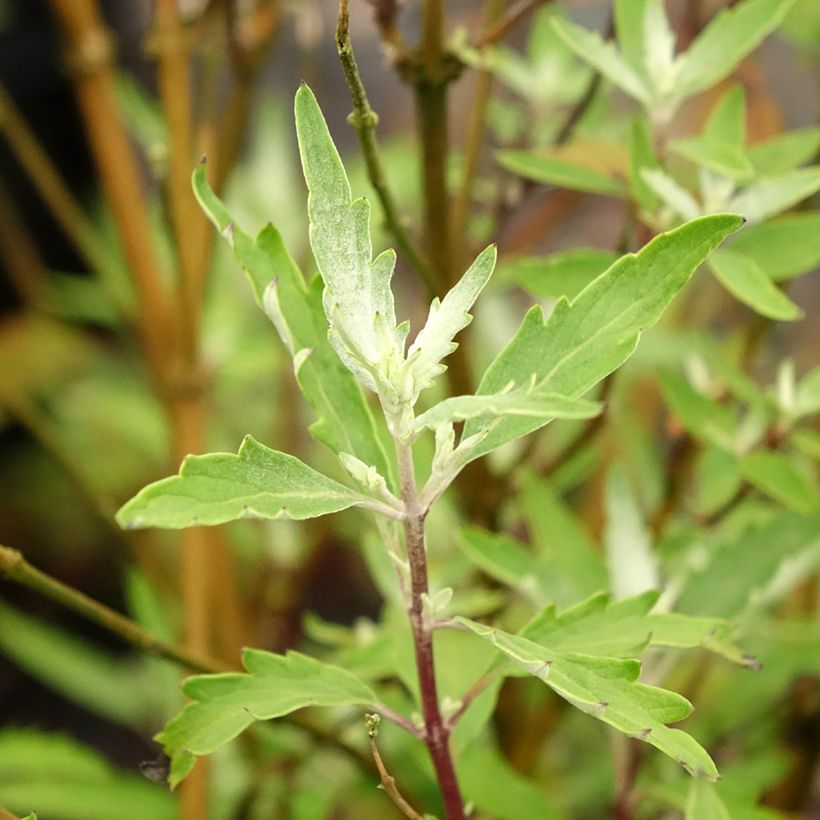 Caryopteris clandonensis Sterling silver (Follaje)