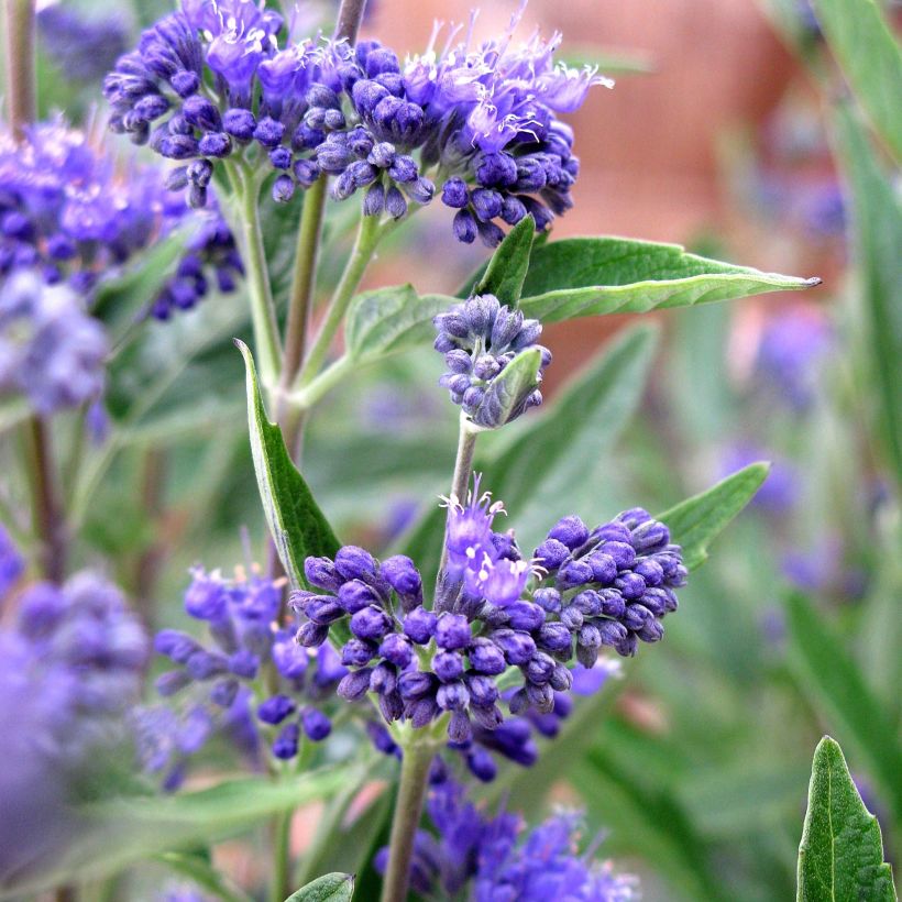 Caryopteris clandonensis Thetis (Floración)