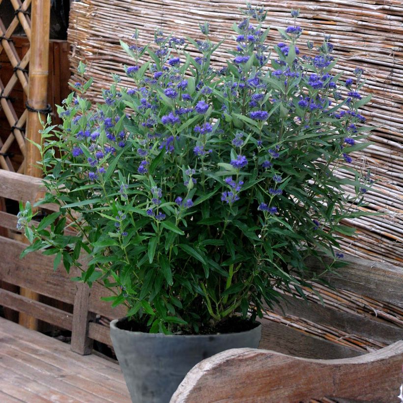 Caryopteris clandonensis Thetis (Porte)