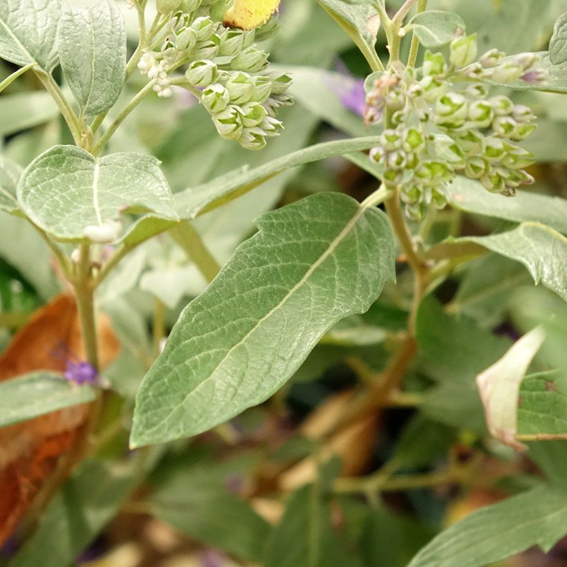 Caryopteris clandonensis Thetis (Follaje)