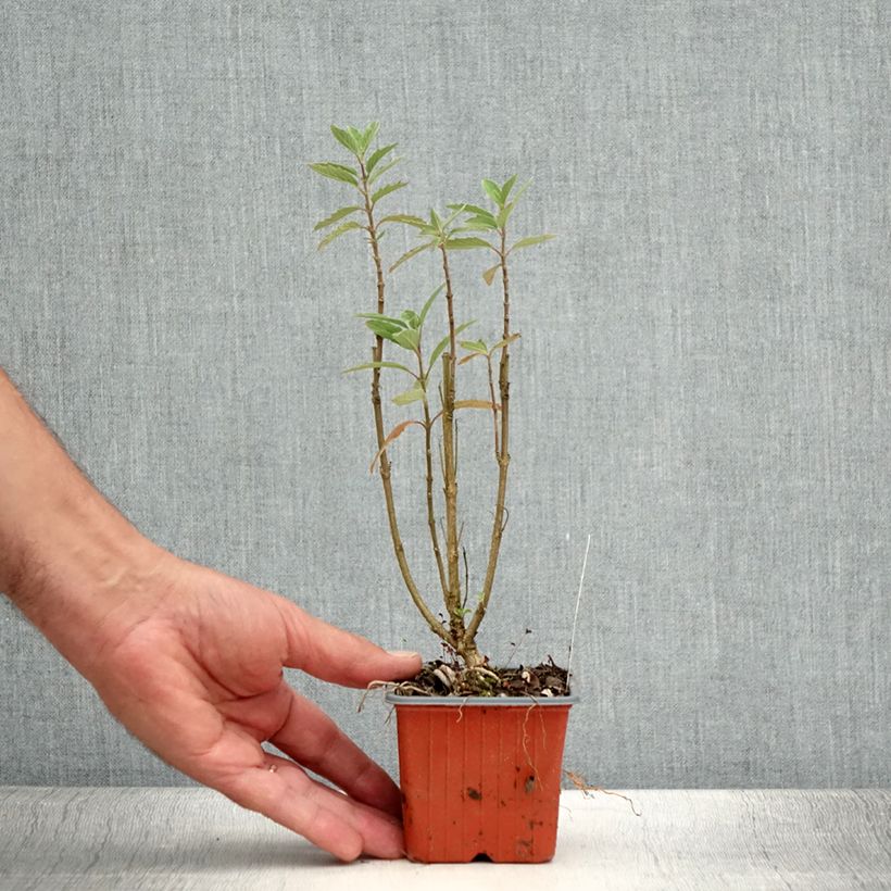 Ejemplar de Caryopteris Grand Bleu - Spirée bleue en godet entregado en verano