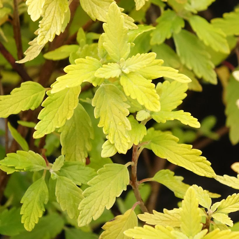 Caryopteris incana Sunny Blue (Follaje)