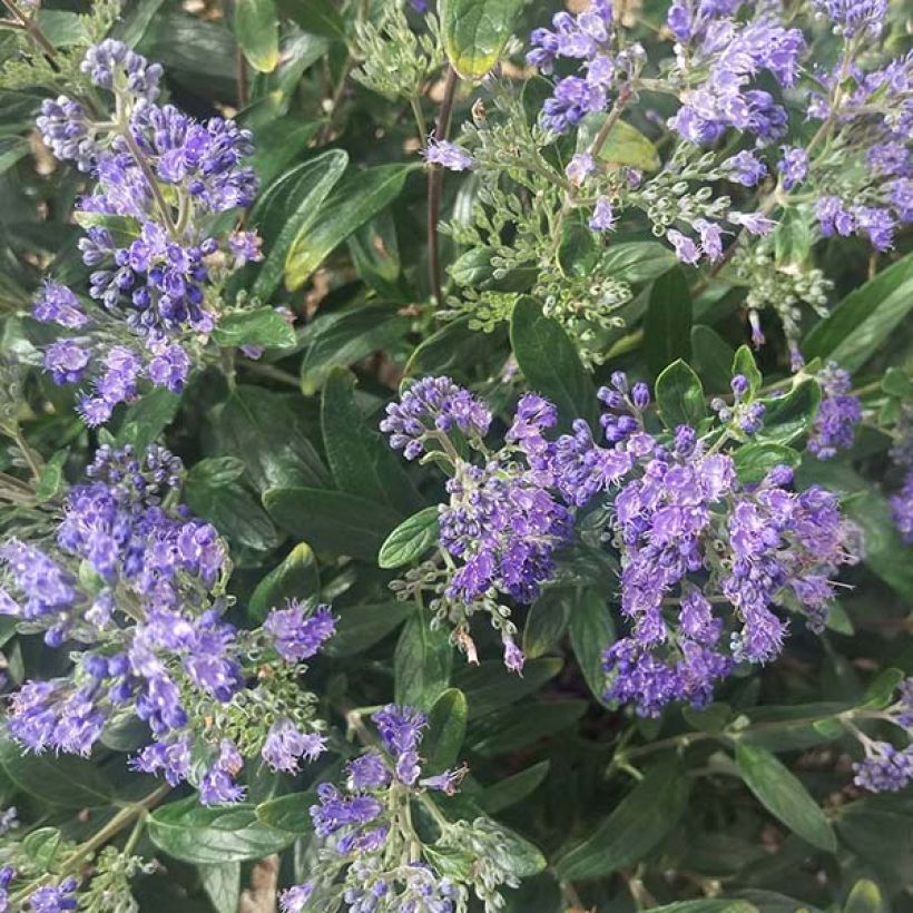 Caryopteris clandonensis Petit Bleu (Floración)