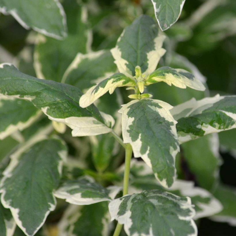 Caryopteris clandonensis White Surprise (Follaje)