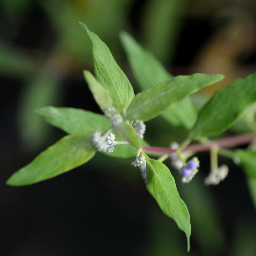 Caryopteris clandonensis Worcester Gold (Follaje)