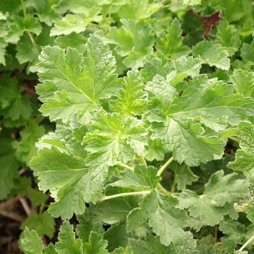 Grosella hybrida ConfiBeere Jodeli (Follaje)