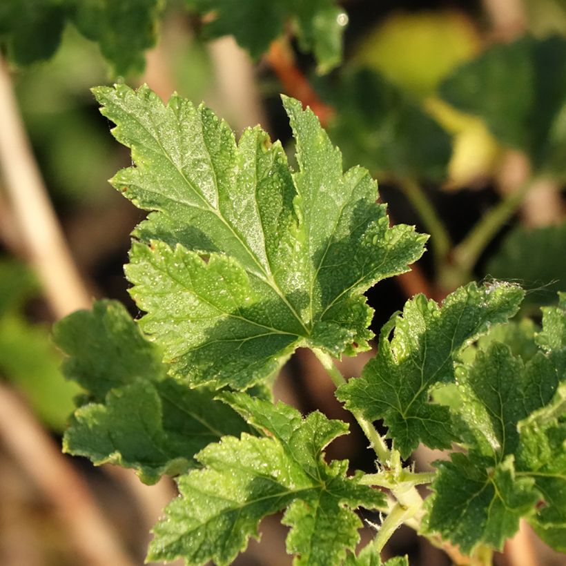 Grosella hybrida ConfiBeere Jofruti (Follaje)