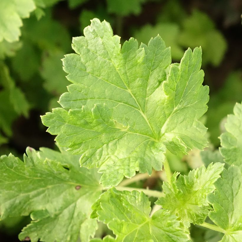 Grosella hybrida ConfiBeere Jogusto (Follaje)