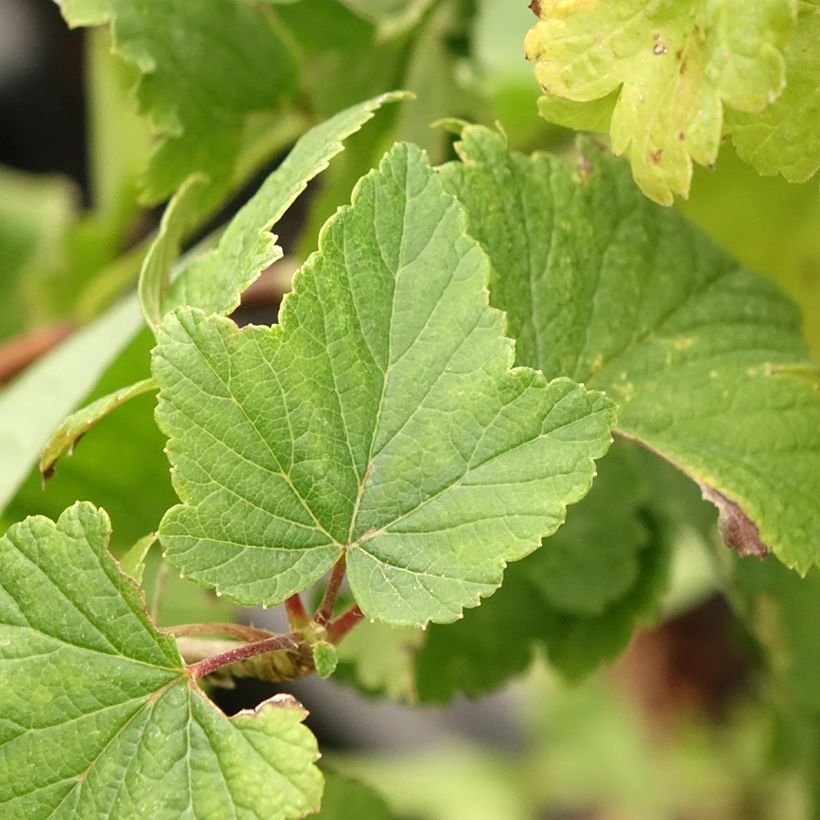 Grosella hybrida Jostaberry (Follaje)