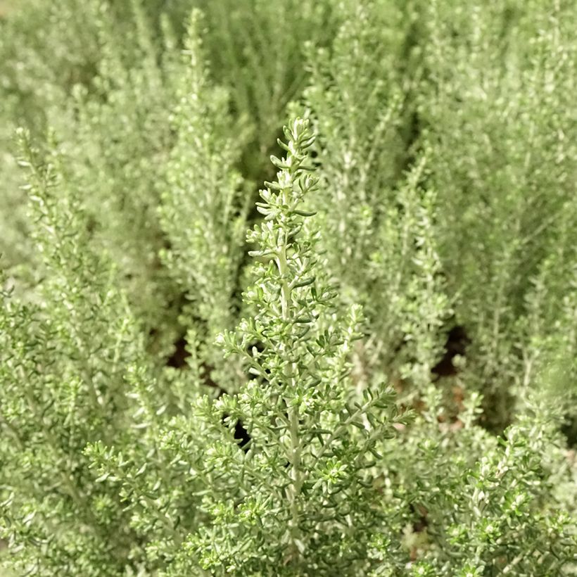 Cassinia retorta Ward Silver (Follaje)