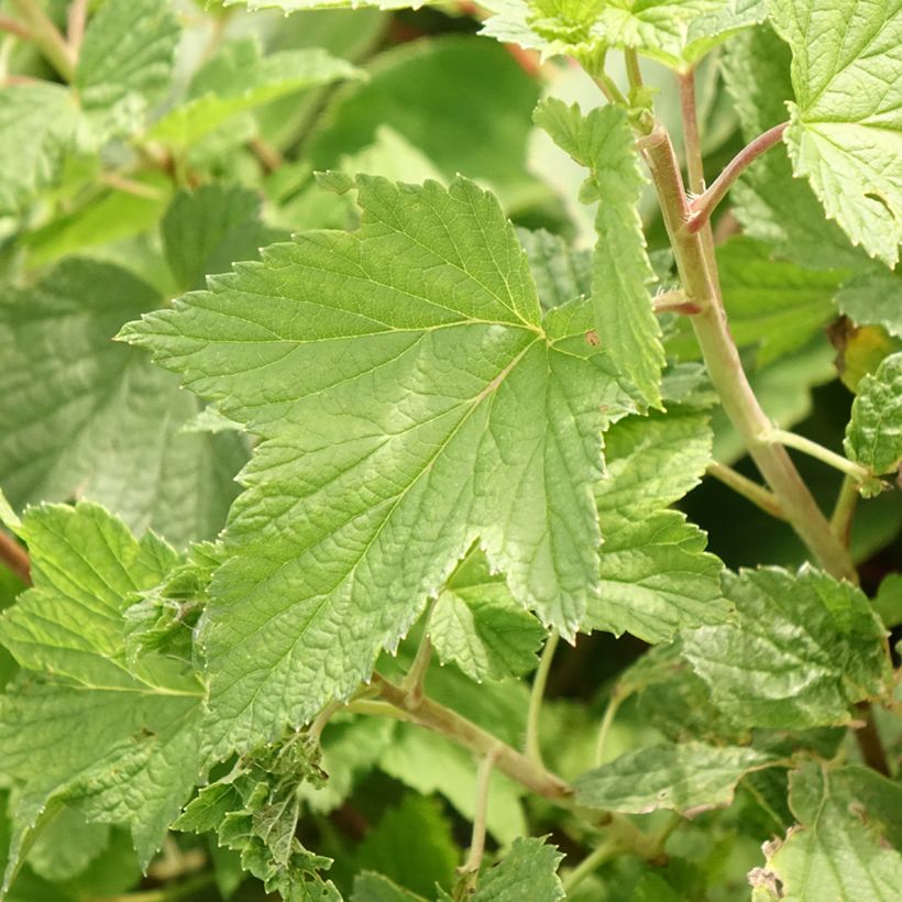 Grosella negra Cassisima Blackbells (Follaje)