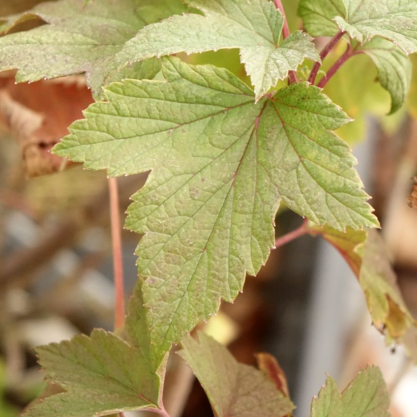 Grosella negra Delbard Robusta (Follaje)