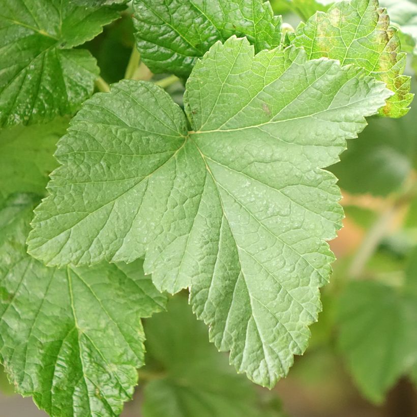 Grosella negra Delbard Robusta (Follaje)