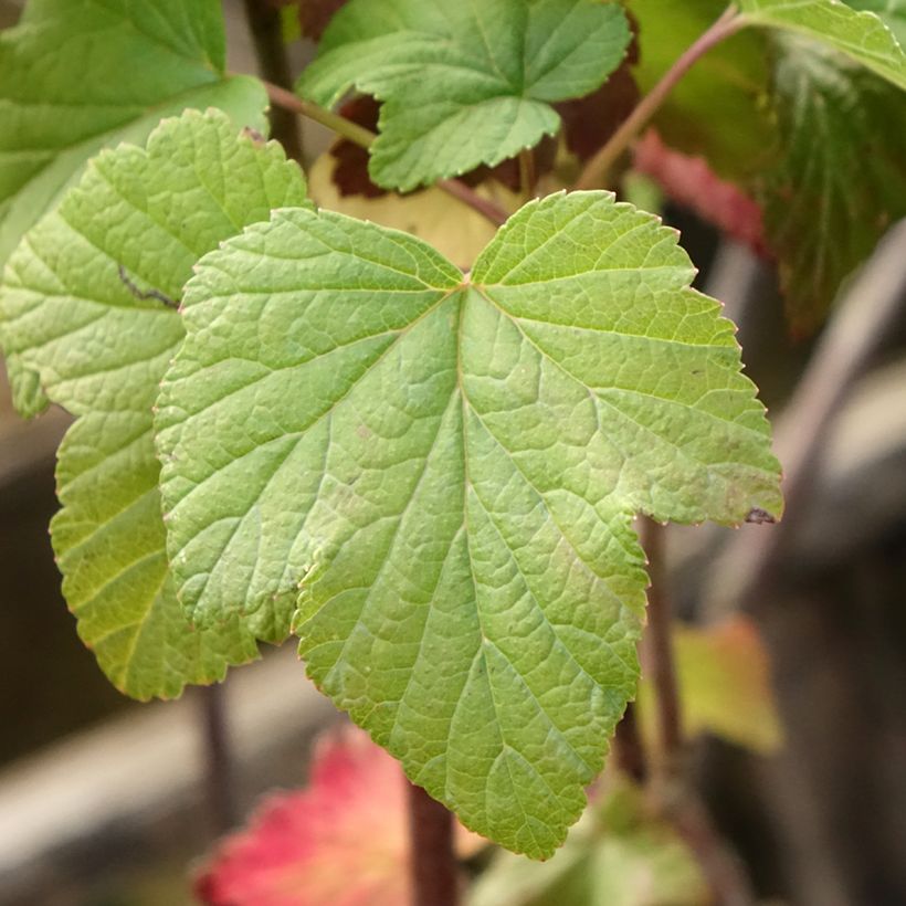 Grosella negra Titania (Follaje)