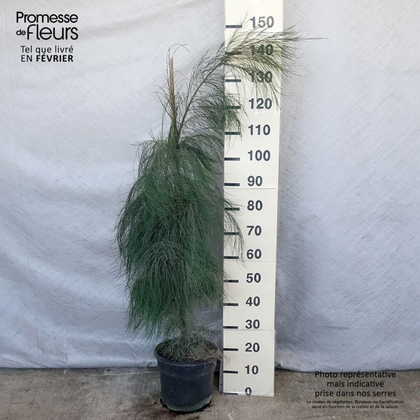 Casuarina equisetifolia - Filao, Pin australien - Pot de 7,5L/10L Ejemplar entregado en invierno