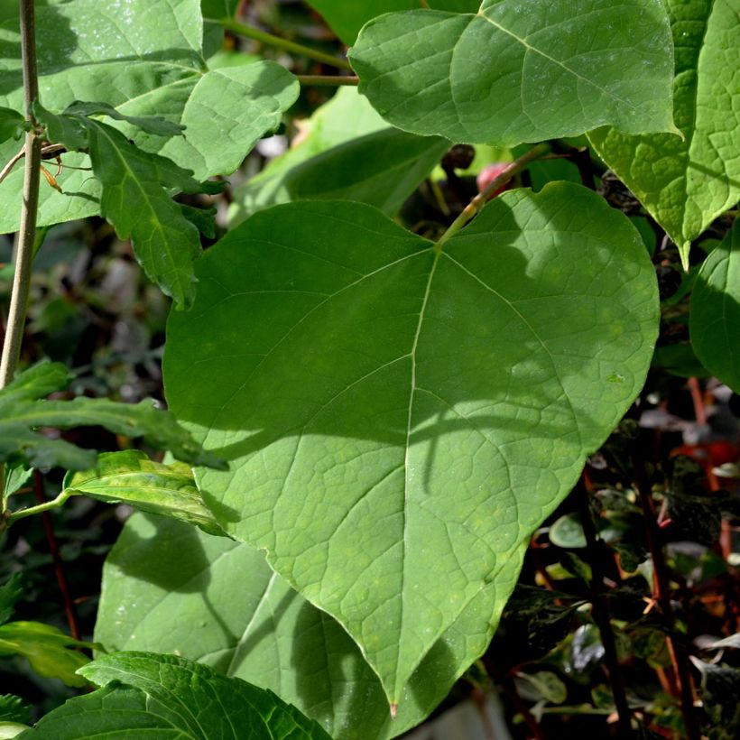 Catalpa bignonioides Aurea (Follaje)