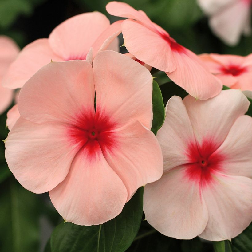 Catharanthus roseus Titan F1 Apricot - Vinca (Floración)