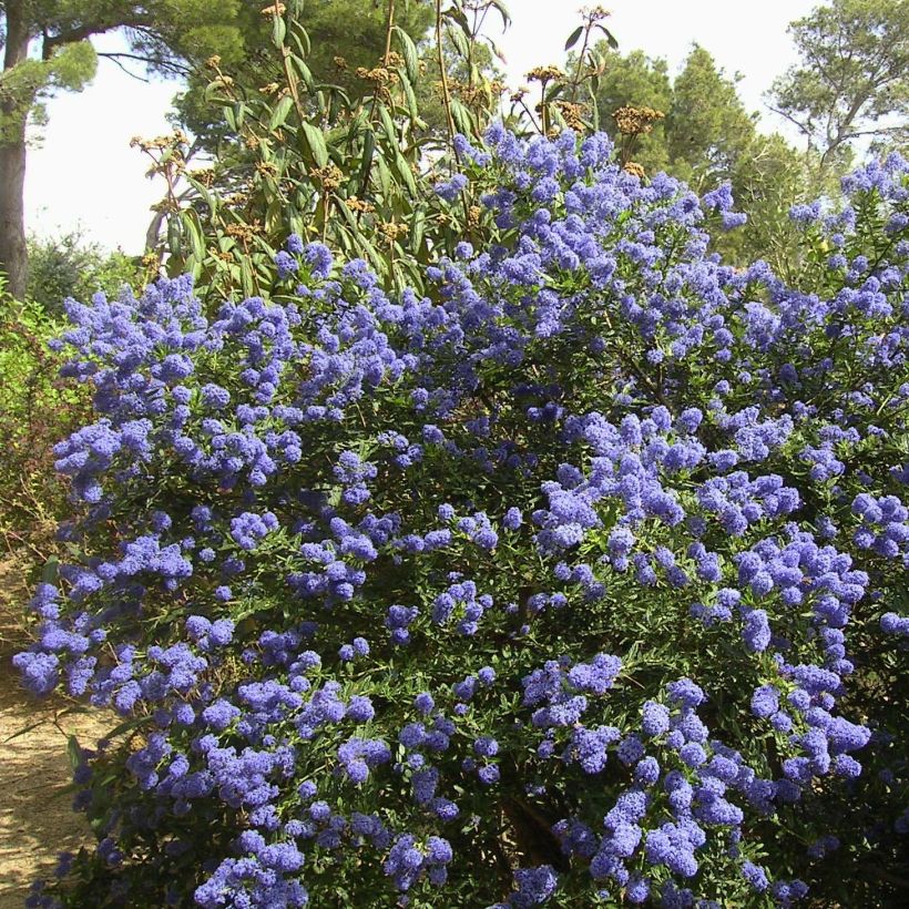 Ceanoto thyrsiflorus Repens (Porte)