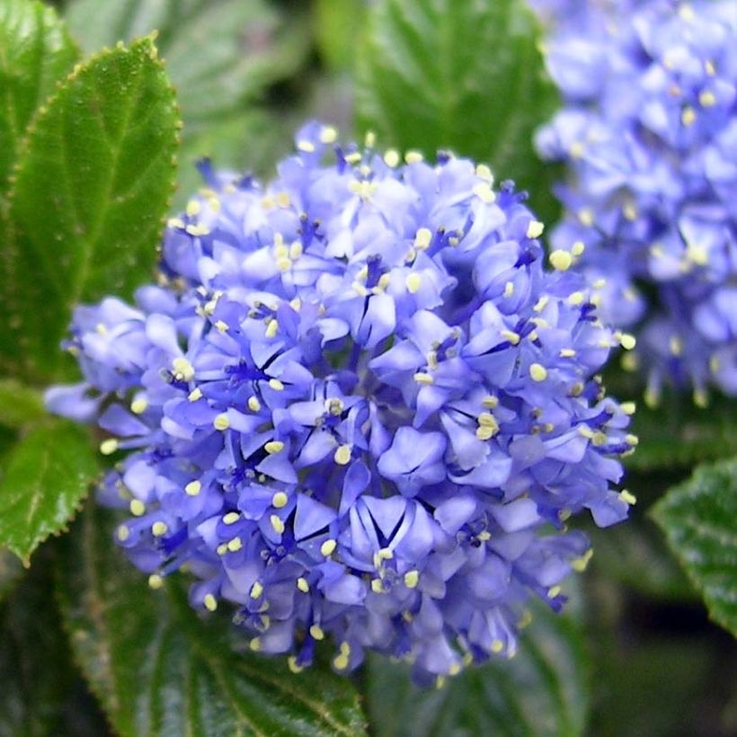 Ceanoto thyrsiflorus Repens (Floración)