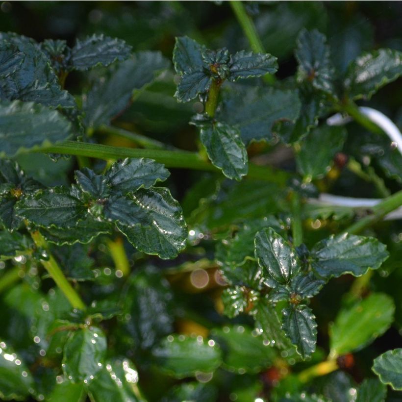 Ceanoto thyrsiflorus Repens (Follaje)