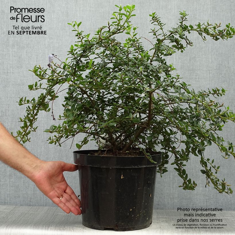 Ejemplar de Ceanothus thyrsiflorus Repens en pot de 7.5L/10L -  Lilas de Californie entregado en otoño